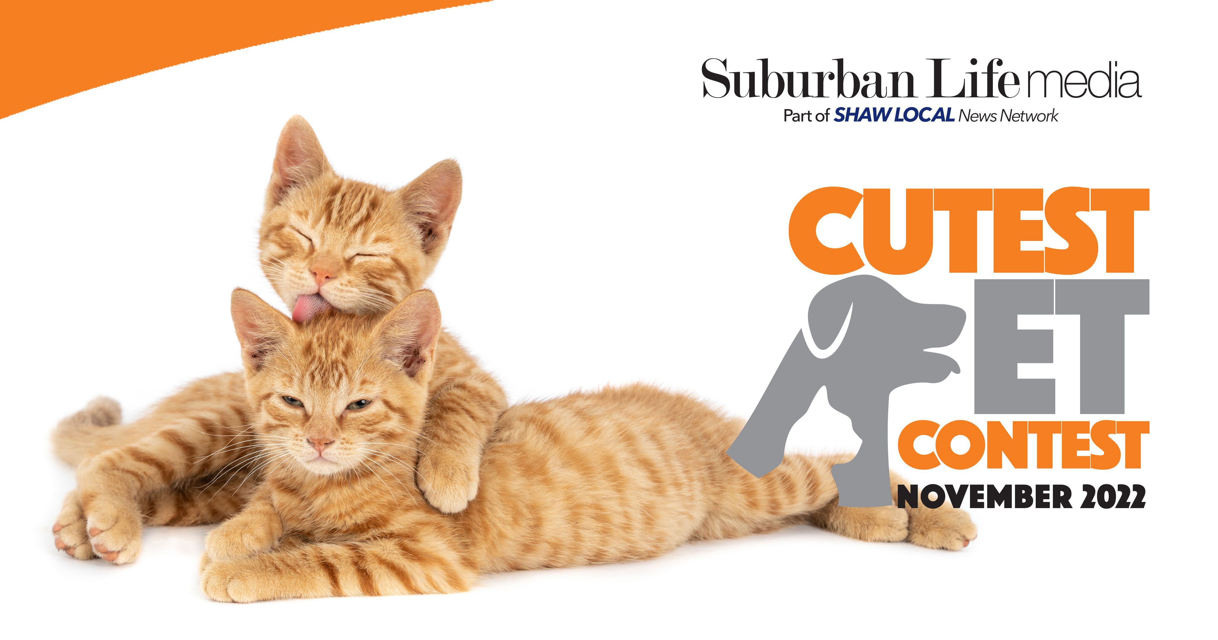 Vote in My Suburban Life November 2022 Cutest Pet Contest – Shaw Local Vote in My Suburban Life November 2022 Cutest Pet Contest – Shaw Local