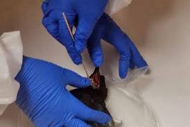 La Salle County Health Department to begin bird surveillance