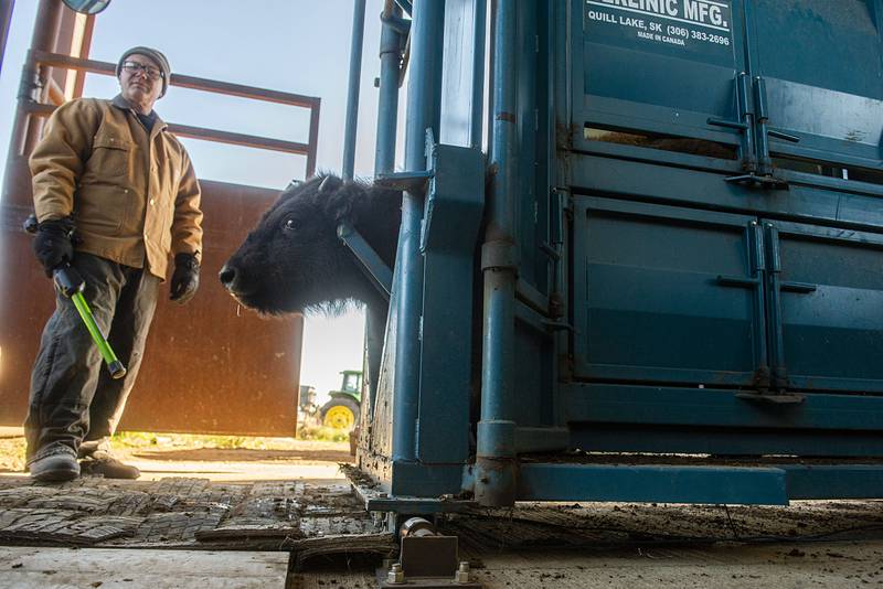 Nature Conservancy employee Jason Beverlin waits to read a tracking chip on one of the bison Wednesday during the roundup.