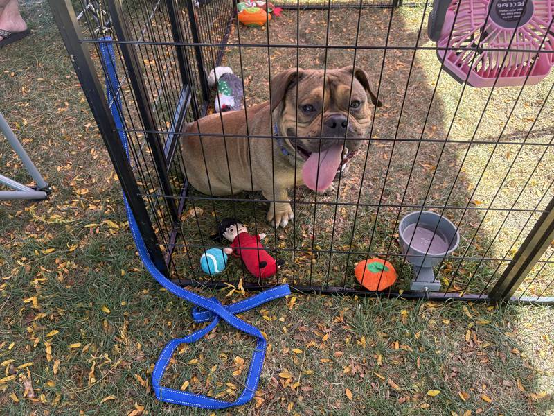 Mr. Potato, a foster dog at Lake in the Hills-based Bark of an Angel Dog Rescue, hangs out at the Huntley Farmers Market Oct. 4, 2025.