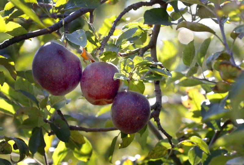 Apples ready to be harvested on Thursday, Oct. 10, 2024, at the Royal Oak Farm Apple Orchard in Harvard.