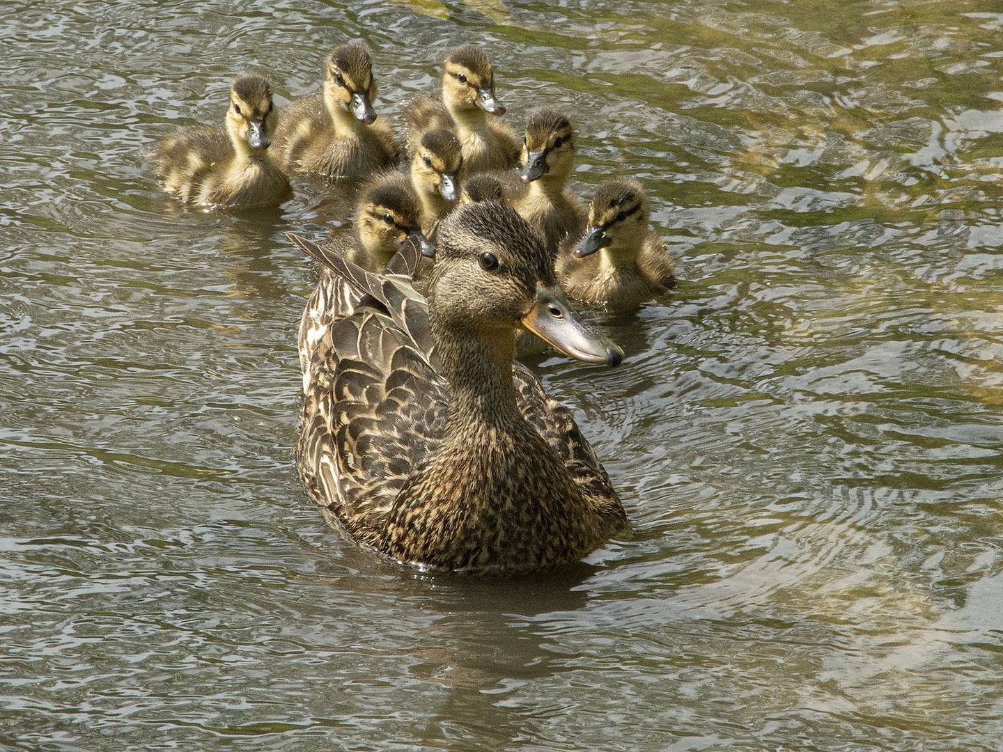 Pictured is a mallard duck and her ducklings at the Carillon Lakes 3-hole golf course. Five years ago, residents at the gated community for active adults 55 and up started restoring unused areas of the golf course to its natural habitat.