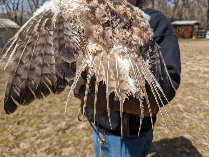 This temporarily flightless male red-tailed hawk, which last fall encountered a landfill flare, displays what’s left of his tail. Instead of red, the feathers show the remnants of his finely barred immature plumage.