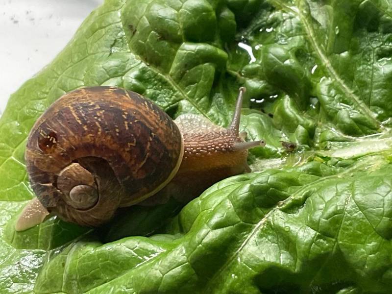 Having hitched a ride to Illinois from California, and despite a fractured shell, this snail is now living comfortably in a terrarium in DeKalb County.