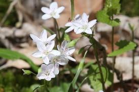 Down the Garden Path: Wildflowers are the true harbingers of Spring