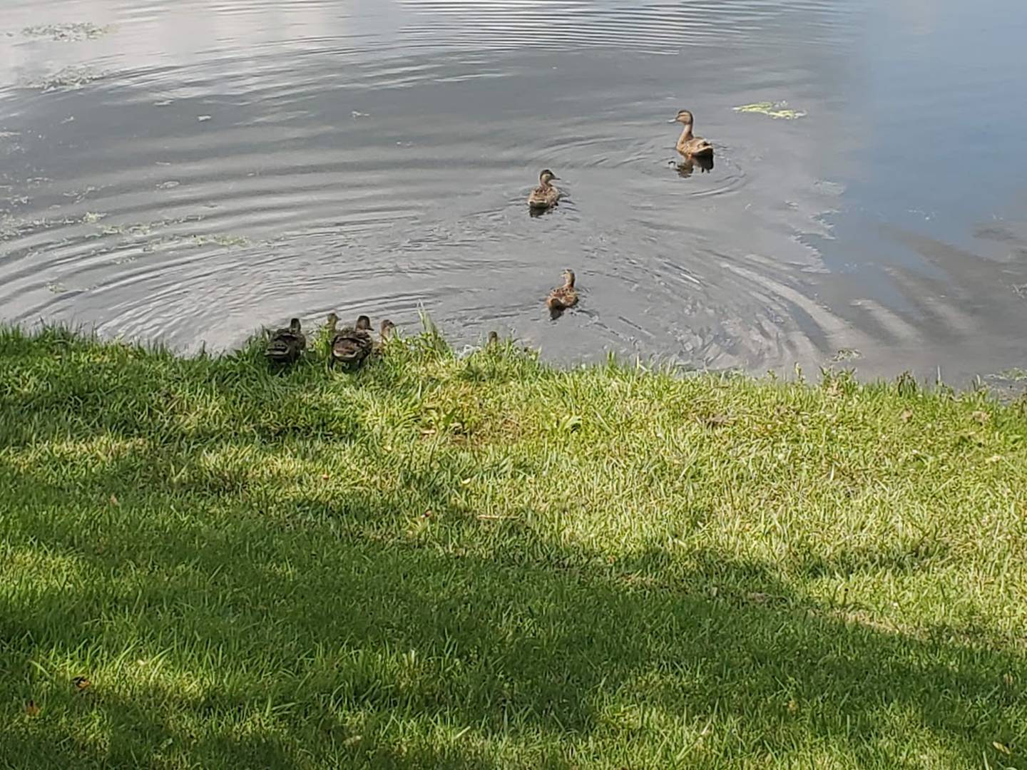 A group of ducks paddle across a pond in a neighborhood on Joliet's West side.