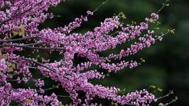 What’s Happening in Batavia? Scam alert, tree programs, what to do if sewer backs up