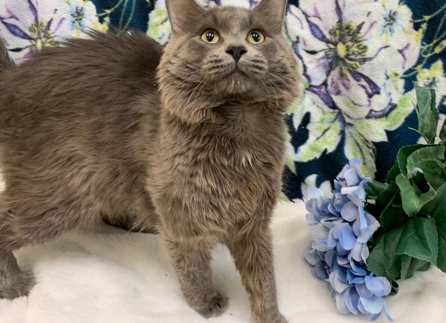Four-year-old Dasani is an outgoing, sweet and quiet 4-year-old cat. He prefers attention to toys and being petted to wand toys. To meet Dasani, call Joliet Township Animal Control at 815-725-0333. Visit JolietTownshipAnimalControl.net.