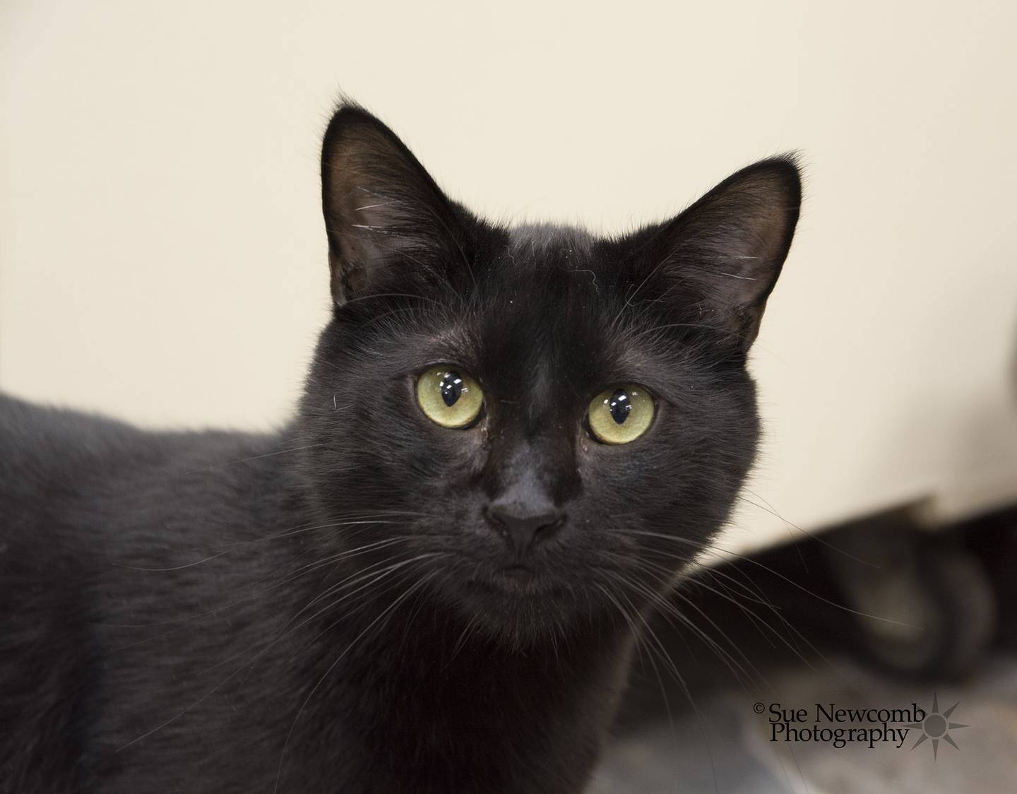 Crush is a small domestic shorthair who is a bit on the shy side. With some gentle coaxing, he does warm up to people. Crush needs a forever home where he can feel safe and be loved. Contact the Will County Humane Society at willcountyhumane.com and follow the instructions for the adoption process.