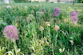 Down the Garden Path: Spice up the garden with edible flowers 