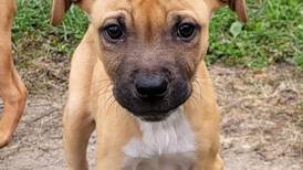 Silly puppy ready to shake things up at forever home