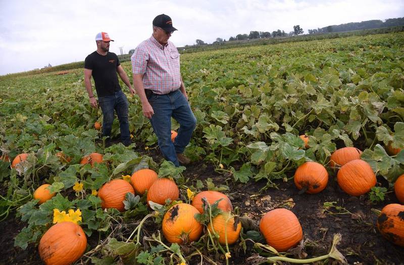 Jacob Goebbert, left, and his dad, Lloyd Goebbert, walk through a pumpkin patch at their Goebbert's Farm on Reinking Road in Pingree Grove. Pumpkin growing is a big part of their business.