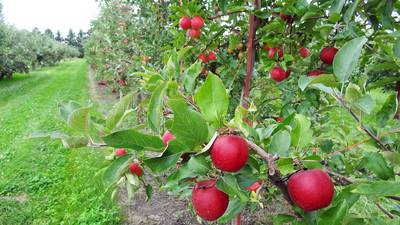 Orchards mark the start of fall