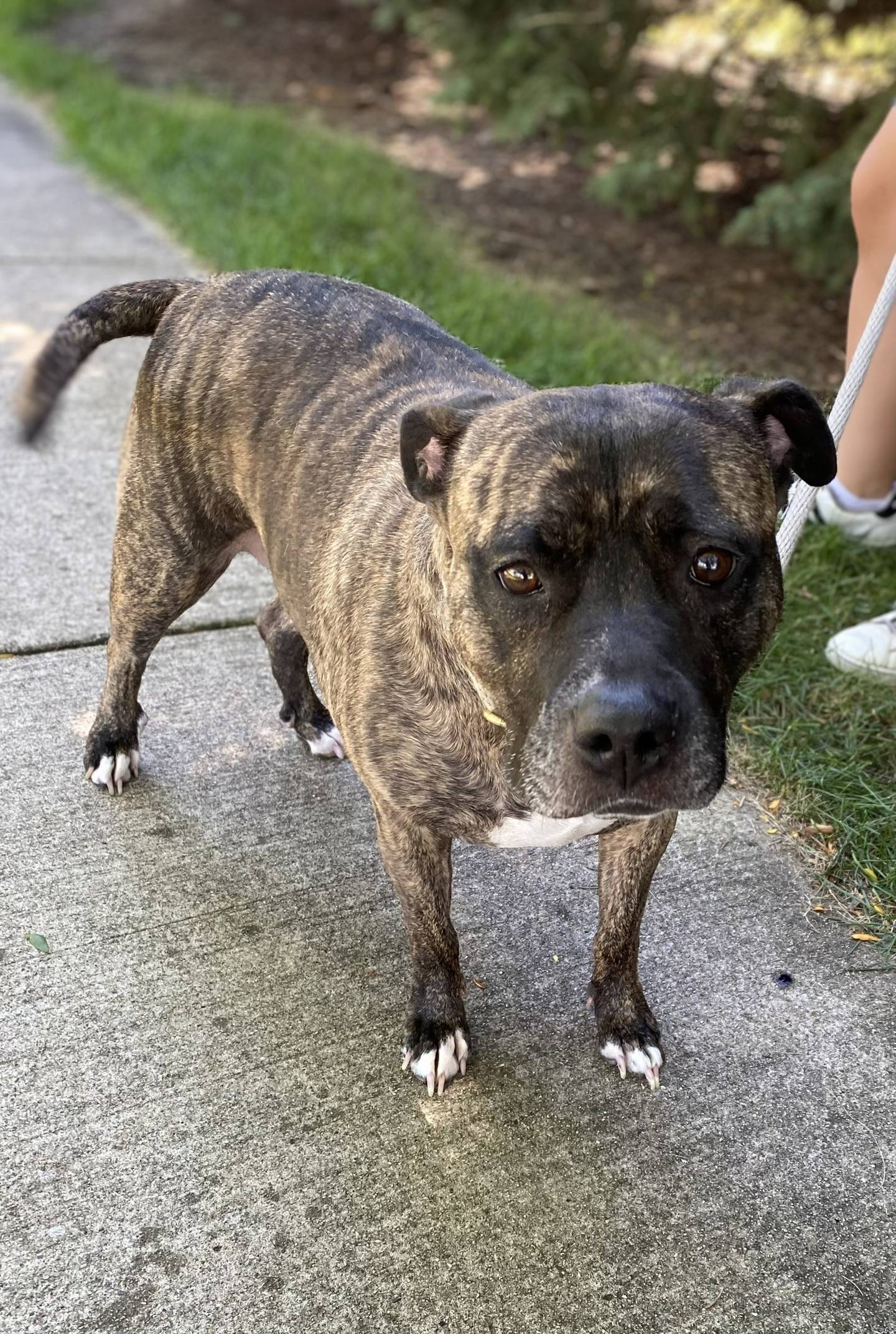 Queenie is a calm 5-year-old brindle terrier mix that was relinquished to NAWS by her previous owner. She is friendly and outgoing. She’s a couch potato at heart and would love cuddling with someone in a safe and warm home. She loves children and walks well on a leash. She gets along with dogs who match her energy level. To meet Queenie, email Dogadoption@nawsus.org. Visit nawsus.org.