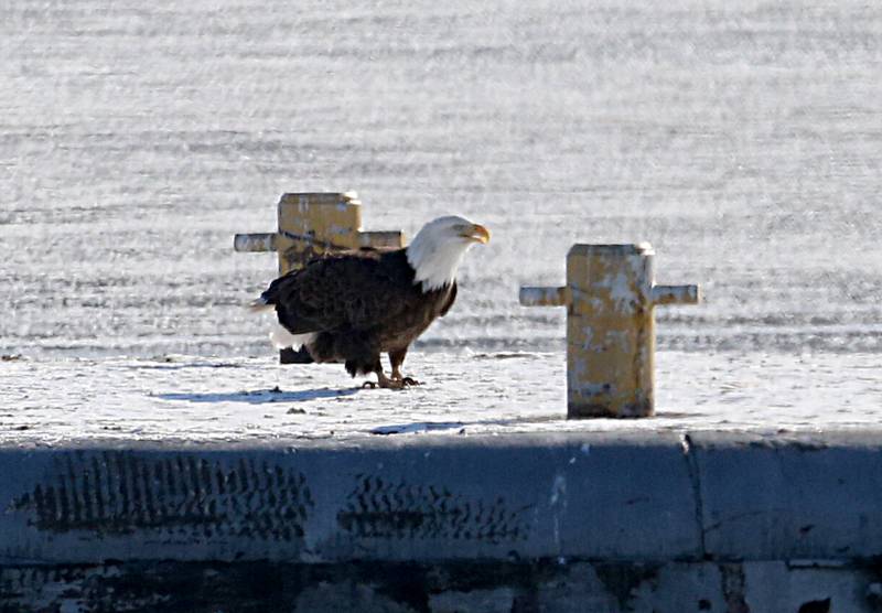 A Bald Eagle rests on a pier on the Illinois River on Tuesday, Jan. 31 at the Starved Rock Lock and Dam near Utica.