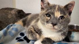 ‘Golden Girl’ kitten ready to find home of her own