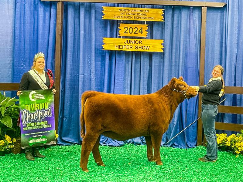 Toby Behrends of Sheffield traveled to Louisville, Kentucky to compete in the North American International Livestock Exhibition with her Shorthorn and Shorthorn Plus show cattle.