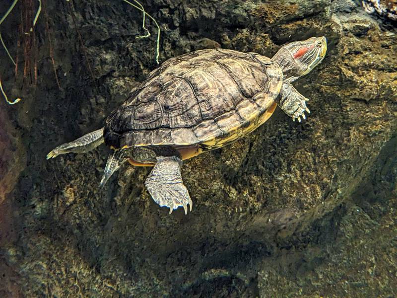 As the days get longer and the sunshine gets stronger, aquatic turtles will be rousing from brumation – a cold-blooded creature’s equivalent of hibernation – and rising to the water’s surface to bask on rocks and logs.