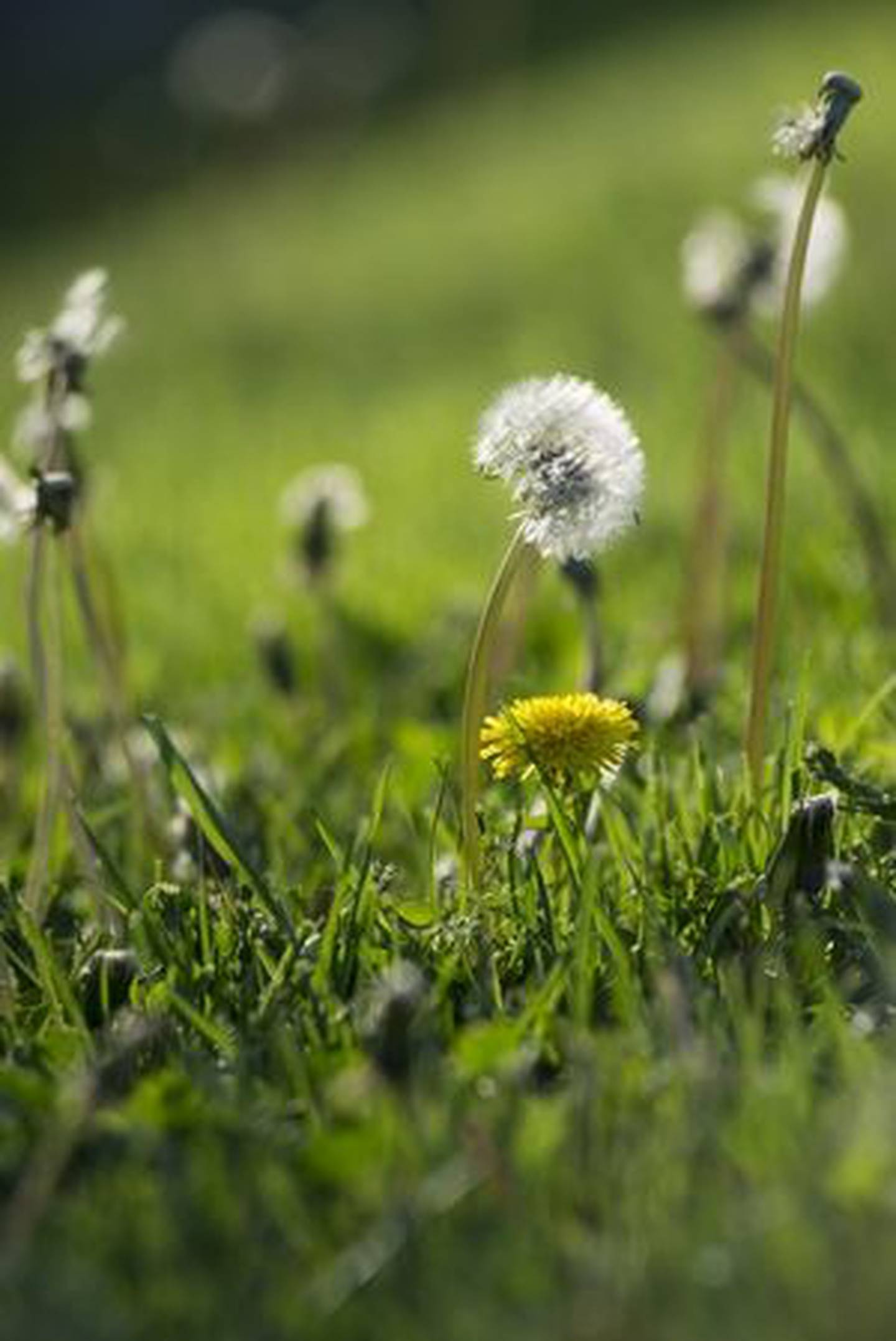You have to get to the tap root to weed out dandelions.  A pronged weeding tool can help in this fight, but if you don't get the whole root, the dandelion will return the following year.  If you can, consider leaving a few in the yard as dandelions are a fertile feeding ground for bees and other pollinators.