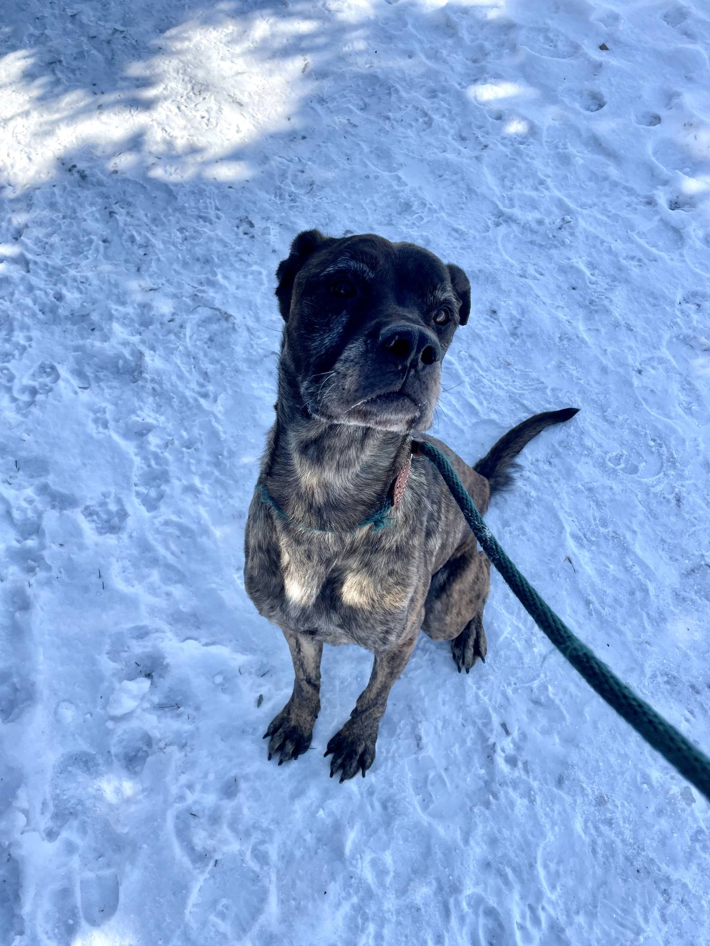 Apple is a 7-year-old brindle Boxer mix that was rescued from a local animal control and needs second chance at a good life. This sweet senior has lots of spunk for her age. She loves attentions and children. She needs to be the only pet in the home or live with a calm dog her size. To meet Apple, email Dogadoption@nawsus.org. Visit nawsus.org.