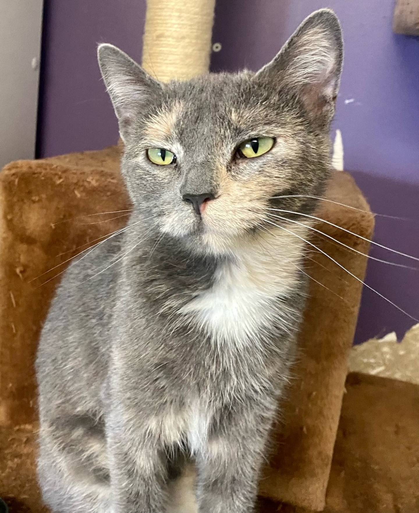 Edie is a 3-year-old domestic shorthair. She is friendly, outgoing, and playful. Edie gets along with other animals and children. She would make a great addition to any family. For more information on Edie, including adoption fees please visit  justanimals.org or call 815-448-2510.