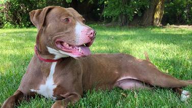 Older dog brings happy energy wherever she goes
