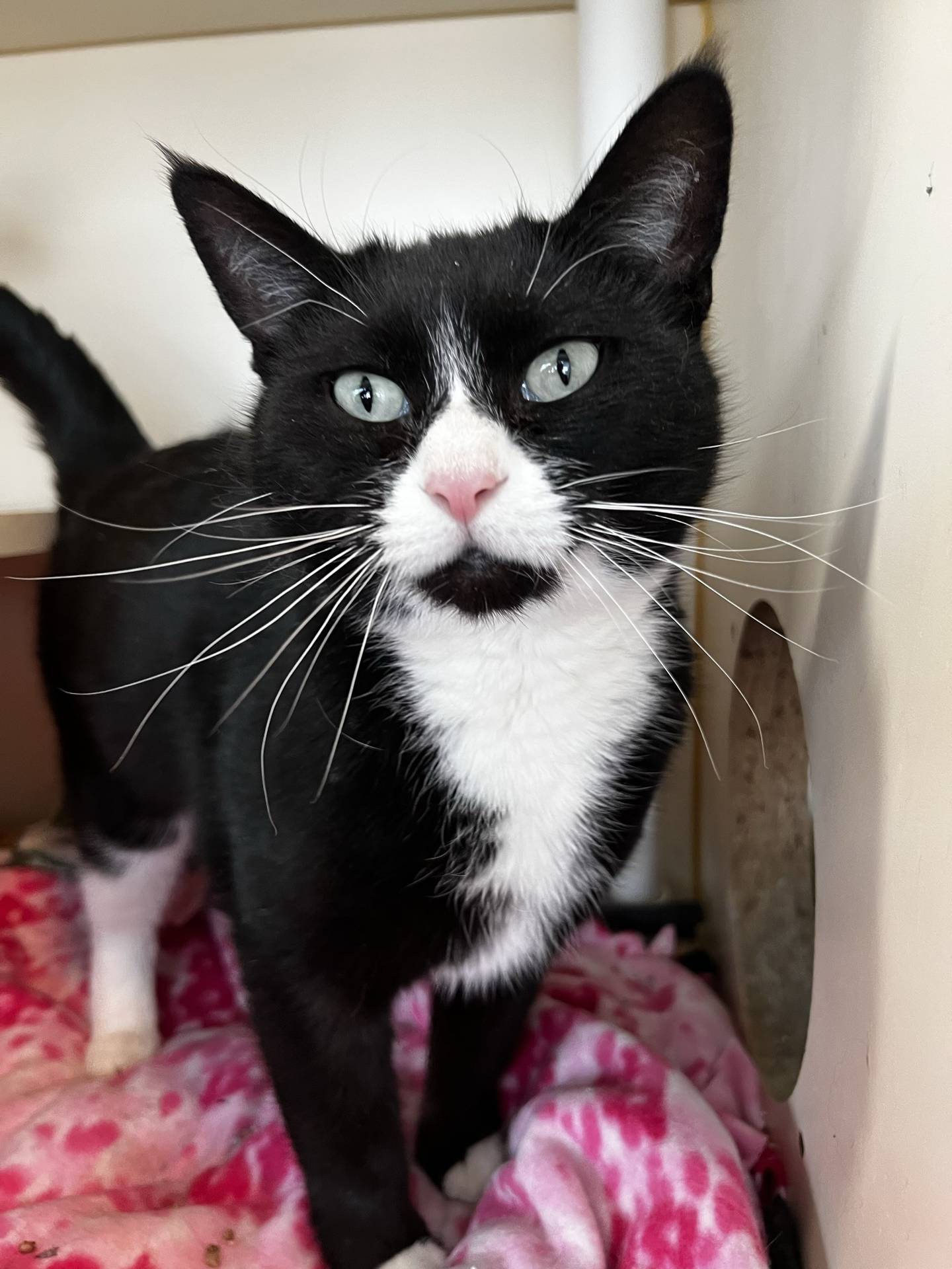 Dolly is a 3-year-old tuxedo that was originally found outdoors and was adopted. But through no fault of her own, Dolly was recently returned to the shelter after another cat in a home did not accept her. Dolly is friendly and likes pets and attention. She is curious and greets visitors. She needs a slow and proper introduction to other cats. Dolly deserves a second chance. To meet Dolly, email Catadoptions@nawsus.org. Visit nawsus.org.