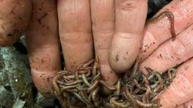 Down the Garden Path: Worming your way into composting