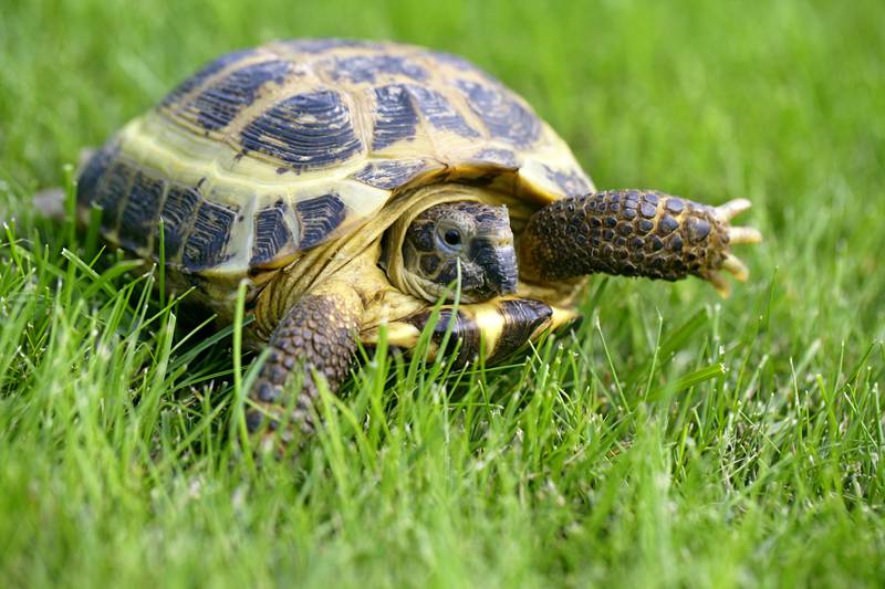 Does it have a domed carapace? Do its feet lack webs? If so, chances are good you’ve found a turtle in need of rescue. Pictured here is a Russian tortoise, one of several species kept as pets that turn up in parks and preserves and, sometimes, just walking down a sidewalk.