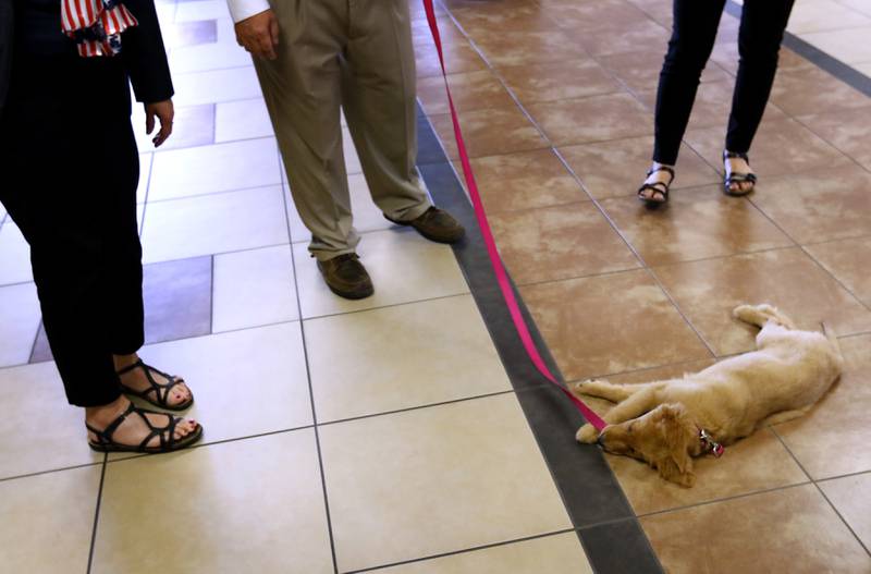 Honey lays on the floor as Dan Wallis, the McHenry County Trial Court Administrator, walks the new support and comfort golden retriever around the McHenry County Courthouse on Wednesday, September 11, 2024, in Woodstock. Currently, the puppy is in the socializing stage of her training.