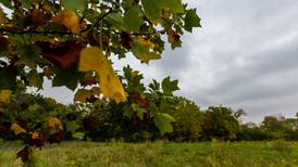 Water trees wisely now to be better prepared for winter conditions