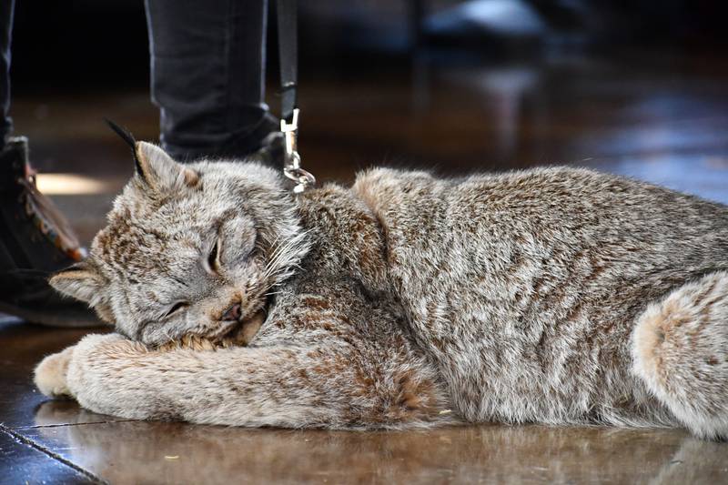 A Canada lynx at the 2023 Mammal Madness program. Big Run Wolf Ranch will be back at Four Rivers Environmental Education Center on March 2.