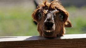 Photos: Best animal pictures of 2024