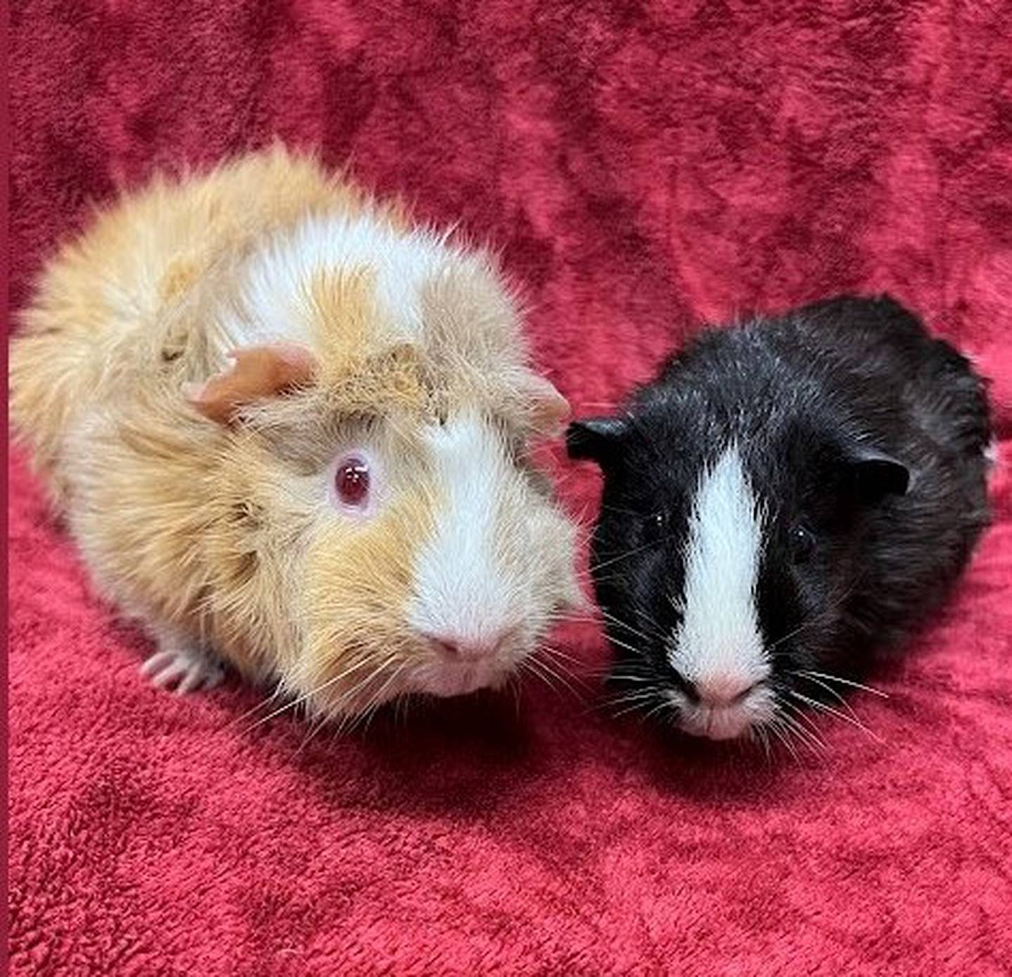 Pina and Coladas are a bonded pair of female guinea pigs that were abandoned in their home. They are good-natured and enjoy being held. They nuzzle for gentle pets and like snoozing away on a mountain of soft fleece blankets. They need a home where they can be loved and spoiled on. To meet Pina and Coladas, call Joliet Township Animal Control at 815-725-0333.