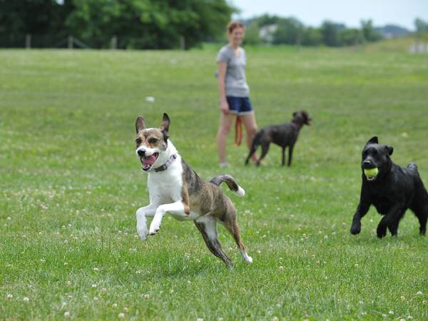 Oswego Village Board set to consider dog park fees, rules