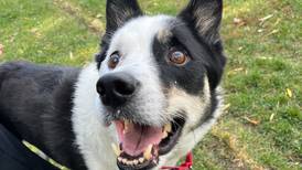 Sweet dog doesn’t let special needs slow him down