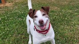 Adult dog ready for her close-up in a forever family