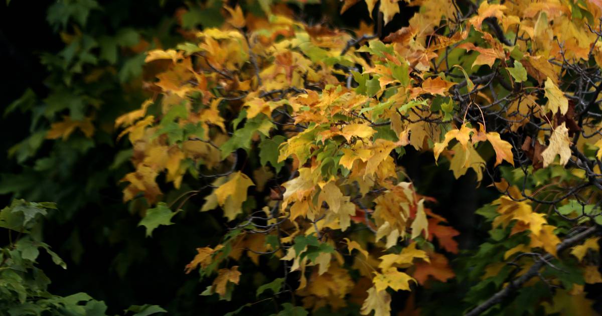 November in the Garden – Shaw Local