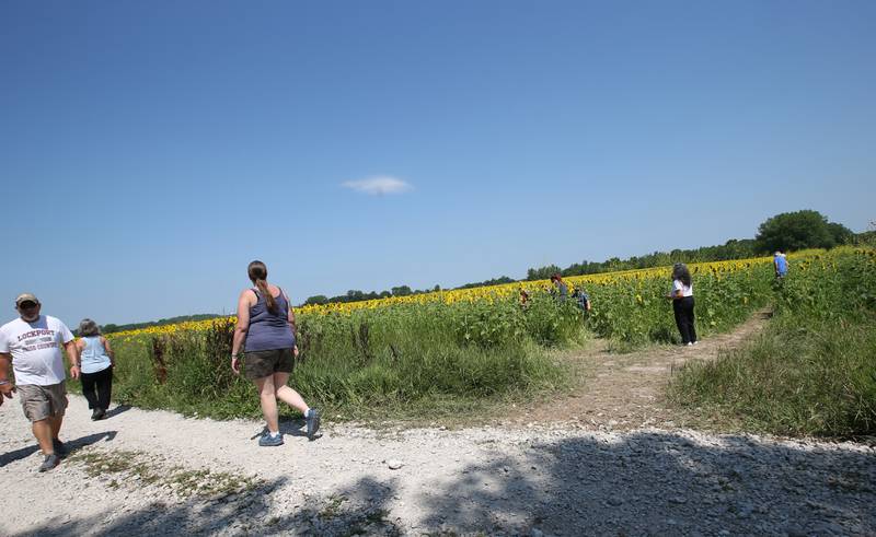 Visitors walk the length of the sunflower field on Tuesday, July 11, 2023 at Matthiessen State Park.
