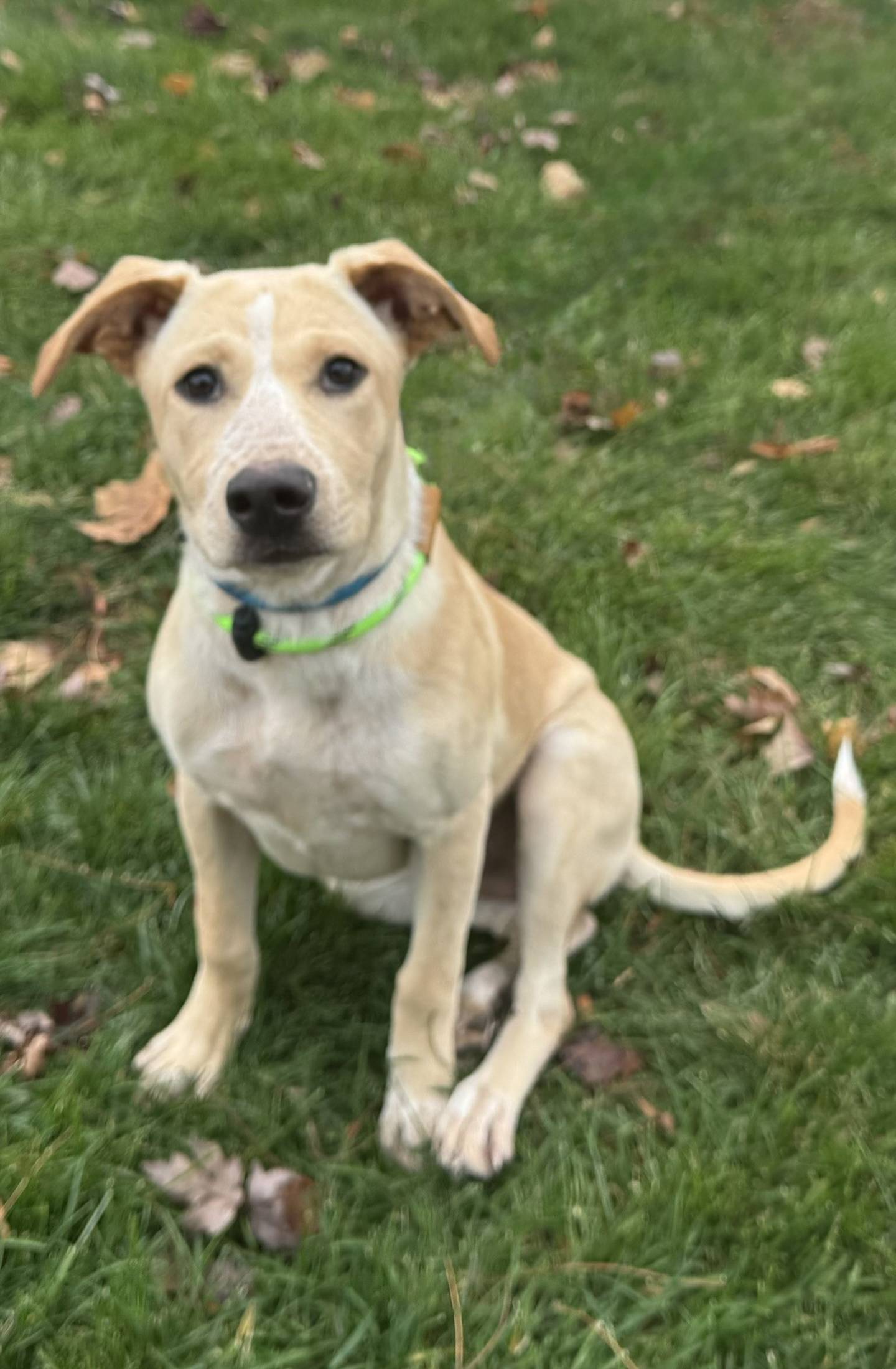 Raylee is a sweet and gentle 6-month-old, 32-pound, still-growing yellow Lab mix puppy. Raylee loves to play, give kisses, and be everyone’s happy little shadow. Raylee gets along wonderfully with kids, other dogs, and even cats, making her an easy fit for a loving home. To meet Raylee, email Dogadoption@nawsus.org. Visit nawsus.org.