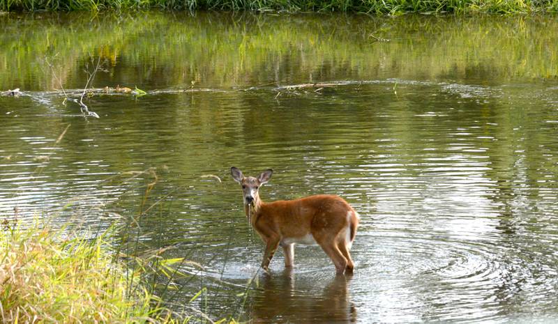 A deer stands in Franklin Creek at the Nachusa Grasslands' Jay Meiners Wetland on Saturday, Sept. 20, 2025.