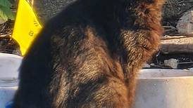 La Salle County working on compromise over feral cats