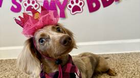 Pet of the Week: March 19, 2025