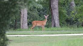 Down the Garden Path: ‘Tis the season to stay alert for deer