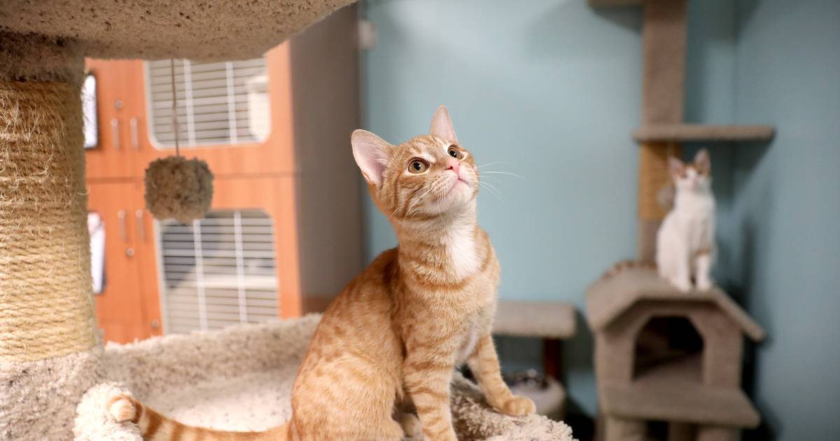 Kane County Democrat wants Illinois to ban cat declawing Shaw Local