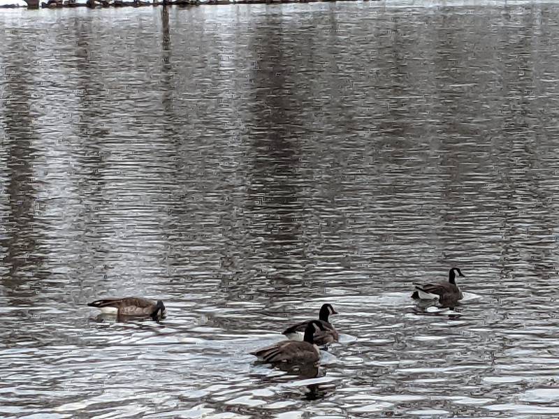 Ducks swim in the Fox River along Hudson Crossing Park in downtown Oswego on Sunday, Nov. 30, 2025.