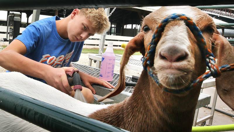 Photos: DeKalb County youth participate in 4-H Livestock Fair