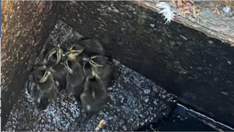 Two Oswego Township Road District workers are being lauded for their efforts to rescue six newly hatched ducklings that had fallen through a storm sewer grate in Boulder Hill.
