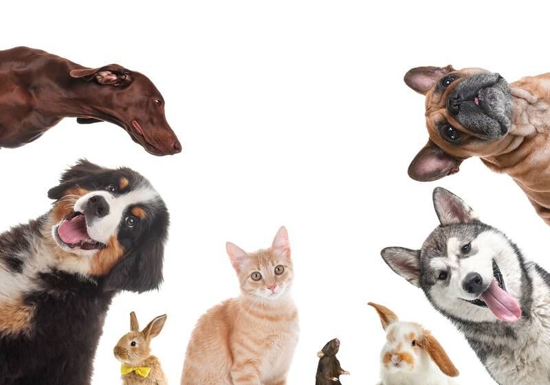 All Creatures Great & Small - How To Choose The Right Food For Your Pets
