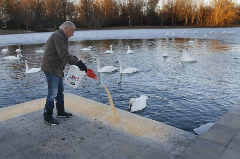 Henri Giugni feeds some of the close to 100 trumpeter swans on Monday, Dec. 2, 2024, that return to the lake at Somerset Manor in Harvard. In 1985, Giugni and this wife, June, brought in four pairs of native trumpeter swans and now up to 100 trumpeter swans return every winter to their Harvard castle.